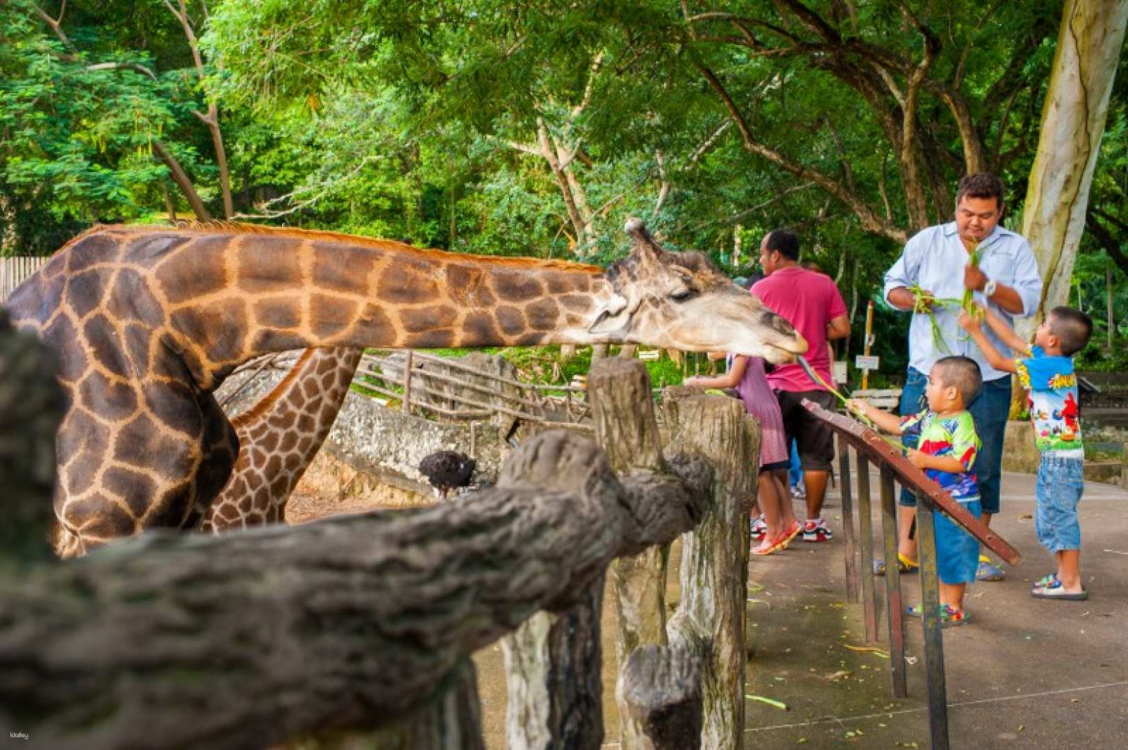 Engage with gentle giraffes as they roam freely offering an intimate wildlife experience. Perfect for families seeking memorable moments and educational fun in the heart of nature.