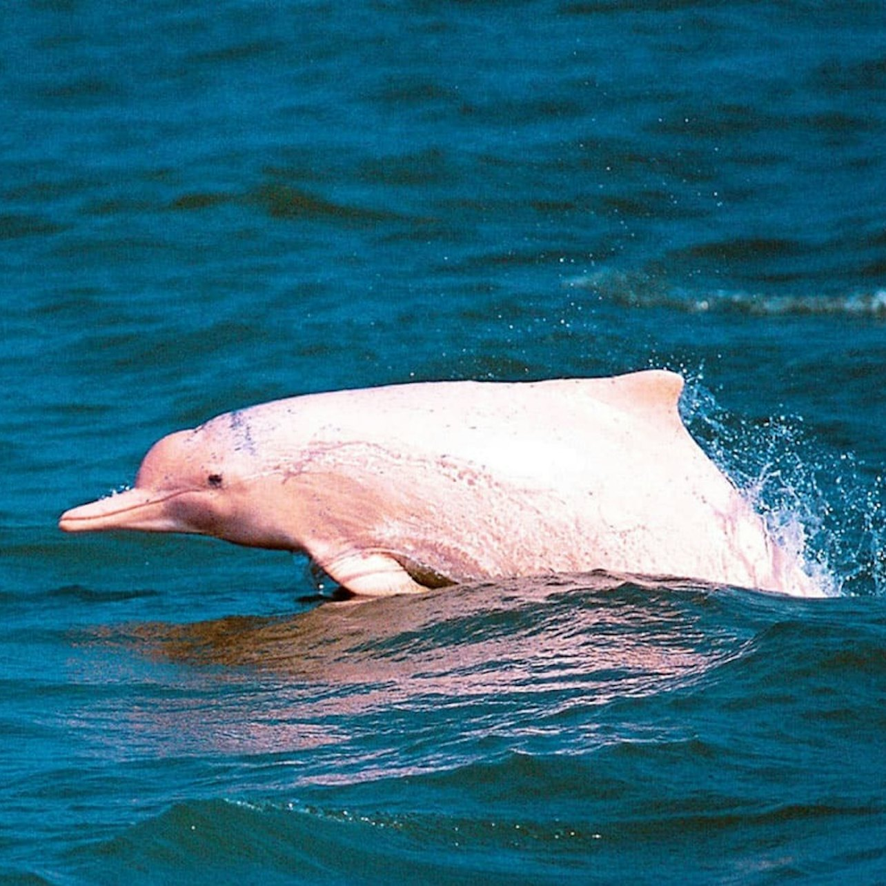 Tan & Pig Islands: Guided Speedboat Tour from Koh Samui + Pink Dolphin Spotting - Photo 1 of 17