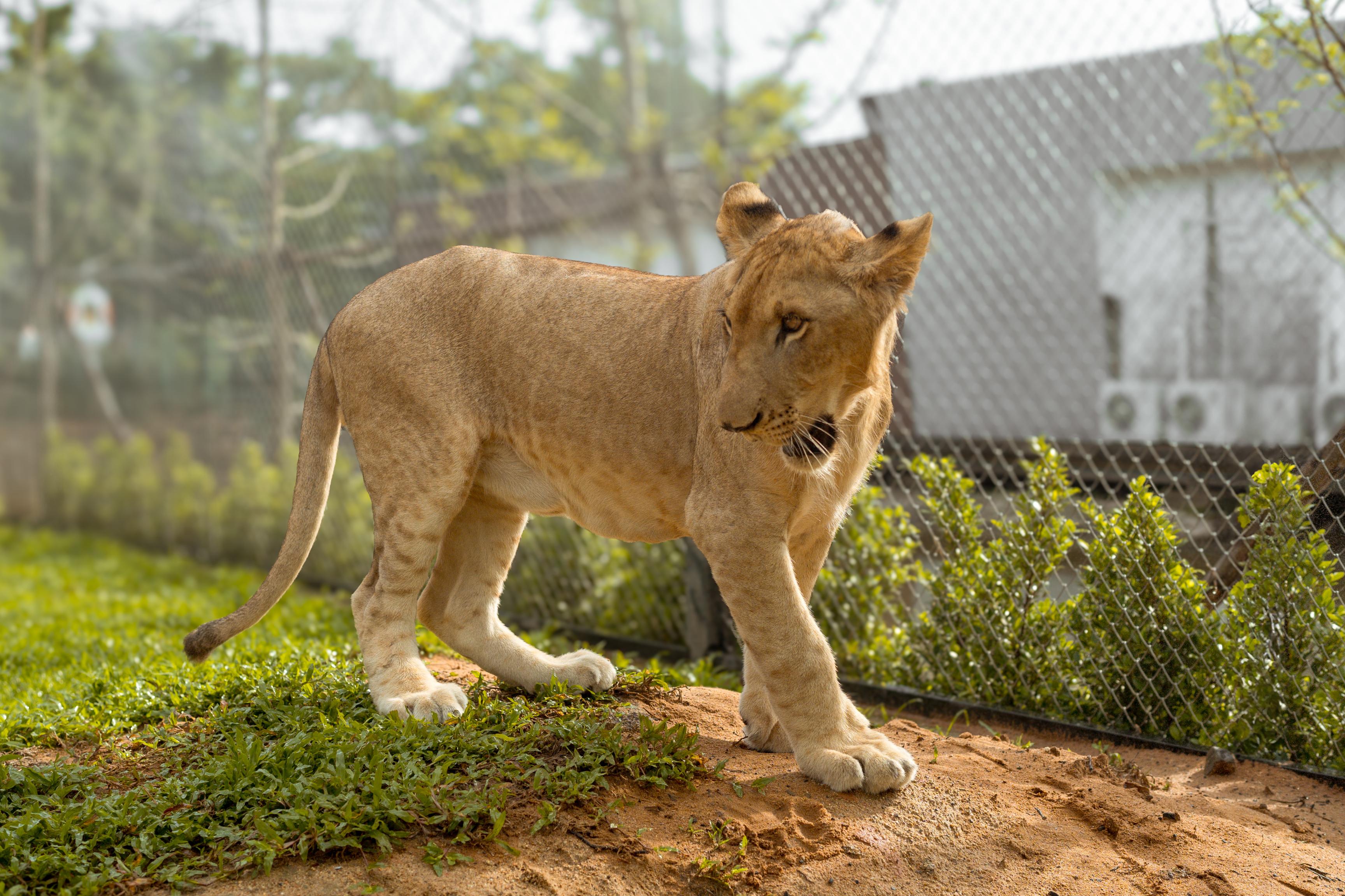 Experience the wonder of Lion Land Phuket where you can witness adorable lion cubs in a lush setting creating unforgettable memories surrounded by these magnificent creatures.