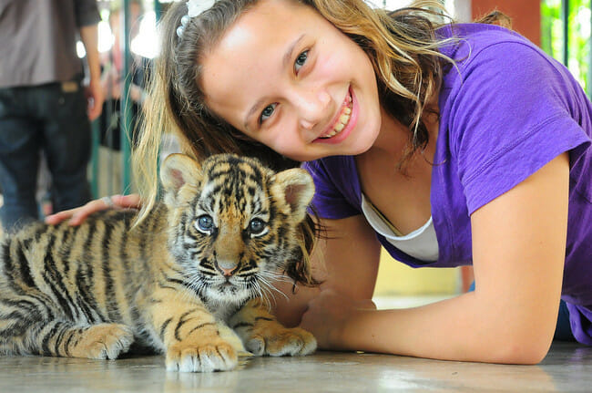 Meet majestic tigers up close and capture unforgettable moments with these incredible animals in Phuket. Enjoy a unique hands-on experience surrounded by breathtaking scenery.