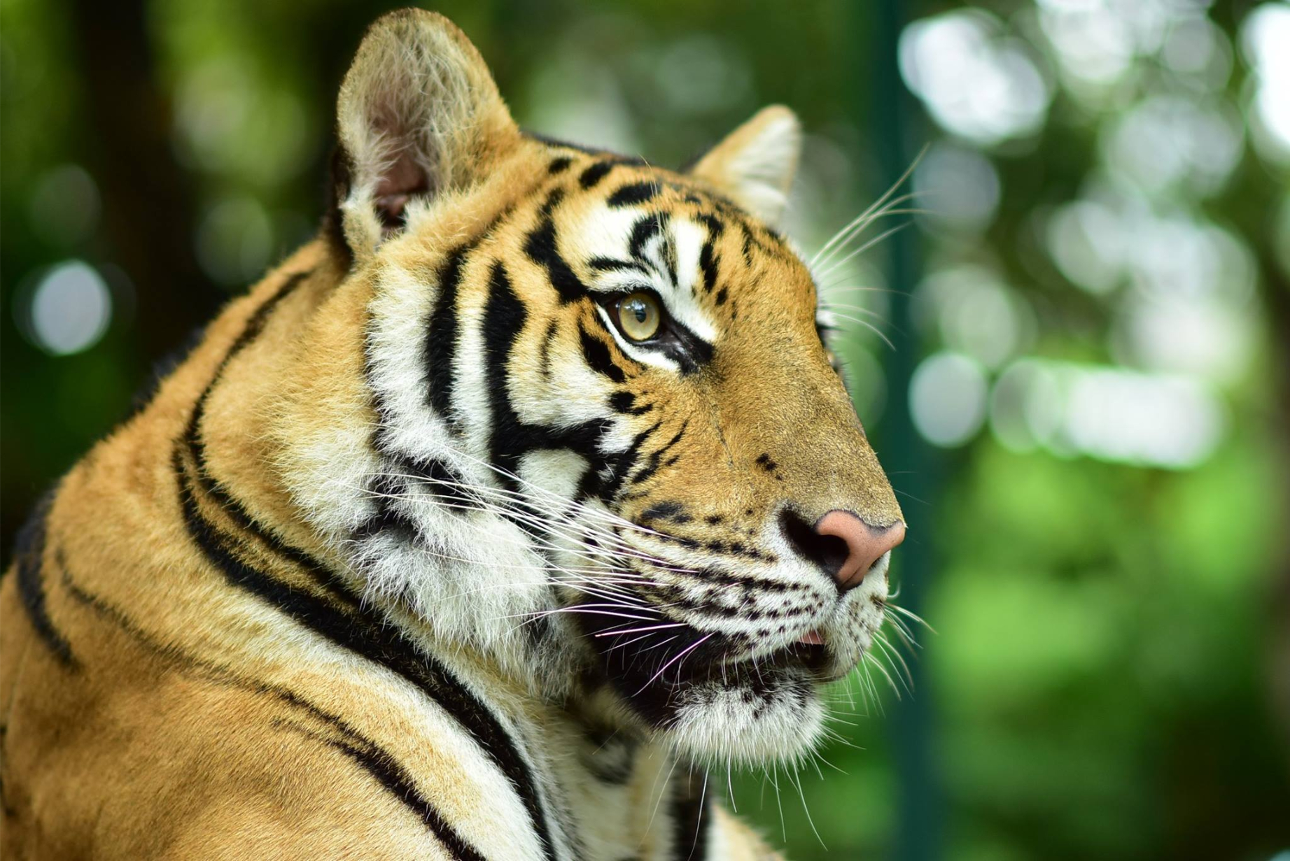 Experience the beauty of majestic tigers up close at Tiger Kingdom Phuket. Discover their unique personalities while learning about conservation efforts in a serene natural setting.