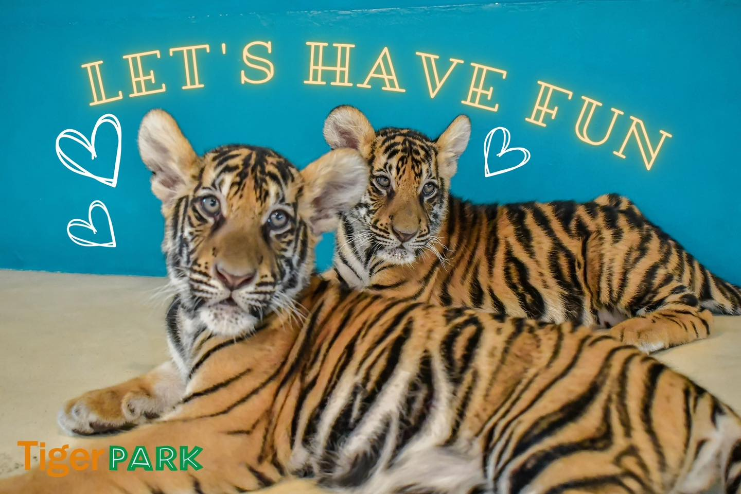 Tiger Park Big Buddha Phuket Tickets - Photo 1 of 10