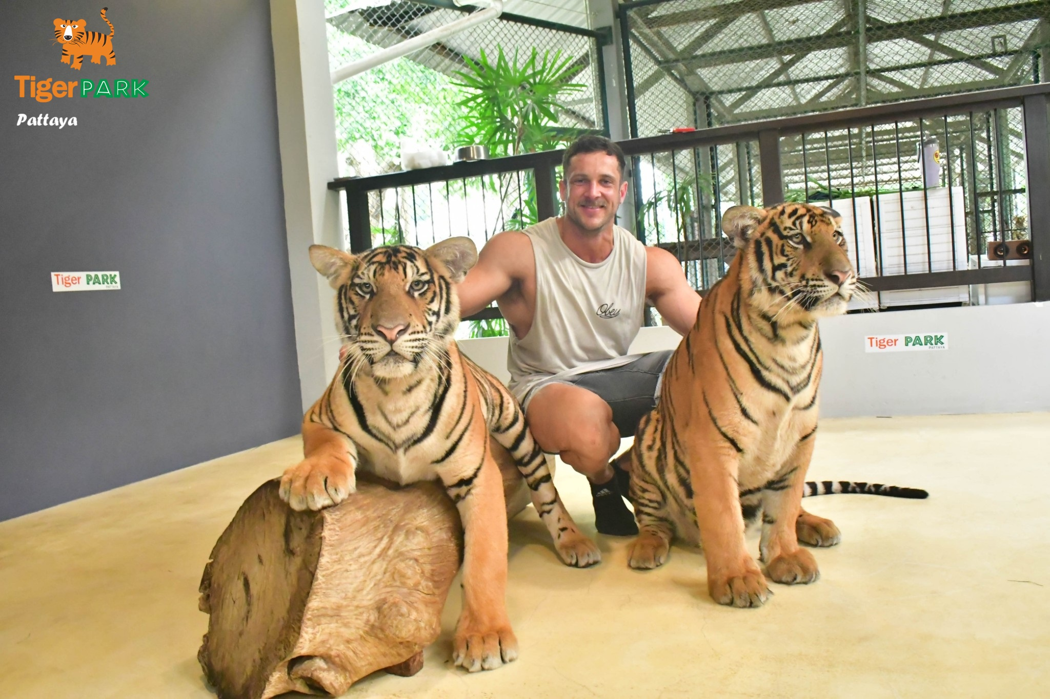 Experience unforgettable moments at Pattaya Tiger Park where you can spend quality time with magnificent tigers capturing unique photos and creating lasting memories with these majestic creatures.