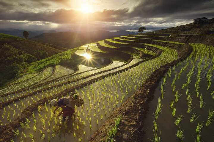 Experience the serene beauty of Pa Pong Piang's rice terraces where lush landscapes and golden sunsets create unforgettable moments amidst nature's artistry during the rainy season in Chiang Mai.