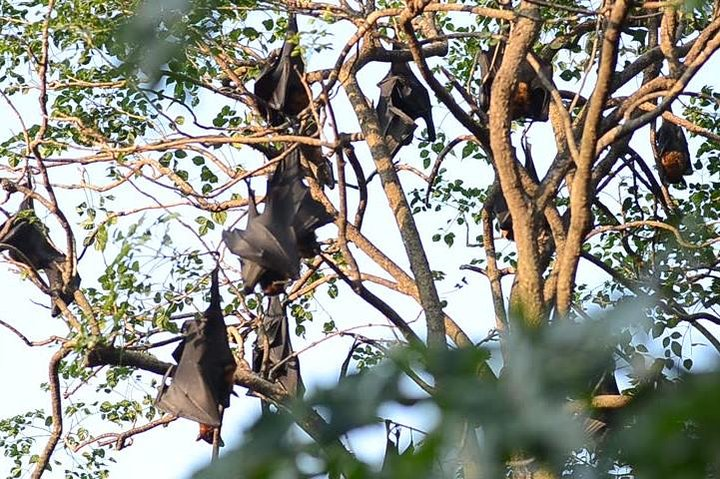Witness the unique sight of bats hanging in their natural habitat at Wat Pho Bang Khla offering an intriguing glimpse into the diverse wildlife surrounding this spiritual destination.