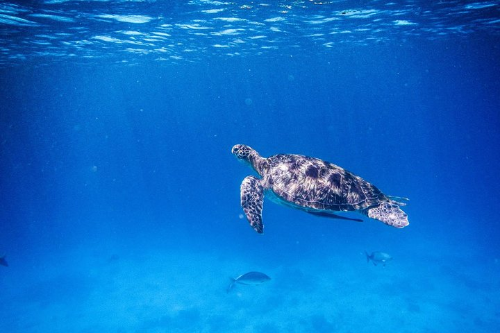 Khao Lak: Wow Andaman Snorkeling Trip to Similan Islands - Photo 1 of 13