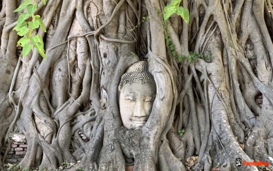 Morning meeting at 8:00 AM! Ayutthaya World Heritage Half-Day Tour | Four Major Ruins + Elephant Ride (with Japanese Guide) by Panda Bus - Photo 1 of 9