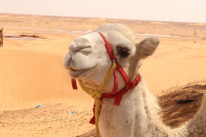  a day in Ksar Ghilane Star Wars Tours departing from Djerba - Photo 1 of 24