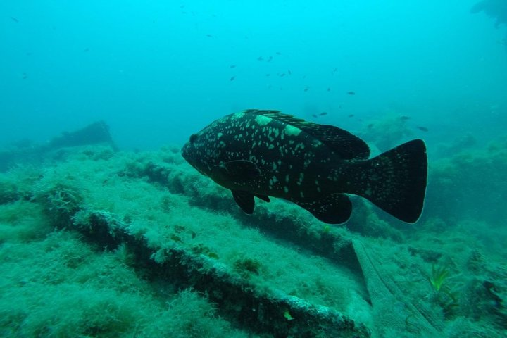 Octopus Rock Exploration - Certified Diver  - Photo 1 of 6