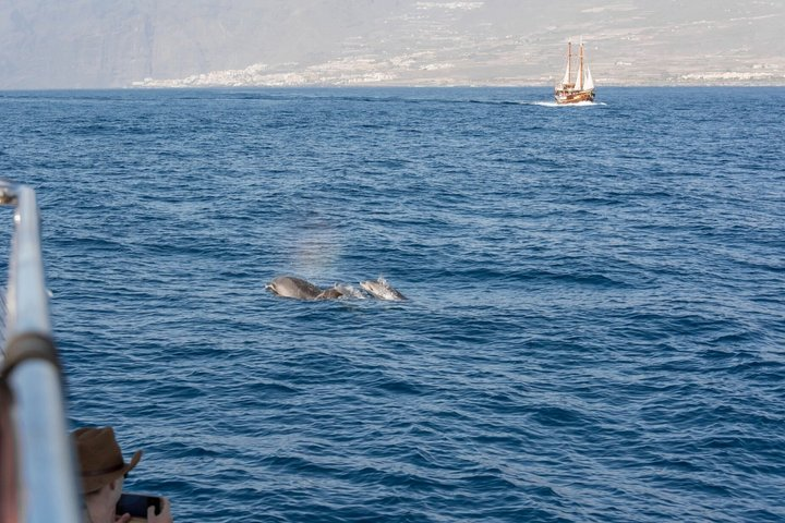 Dolphin Island Boat Trip - Swim, Sun & Lunch Included - Photo 1 of 14
