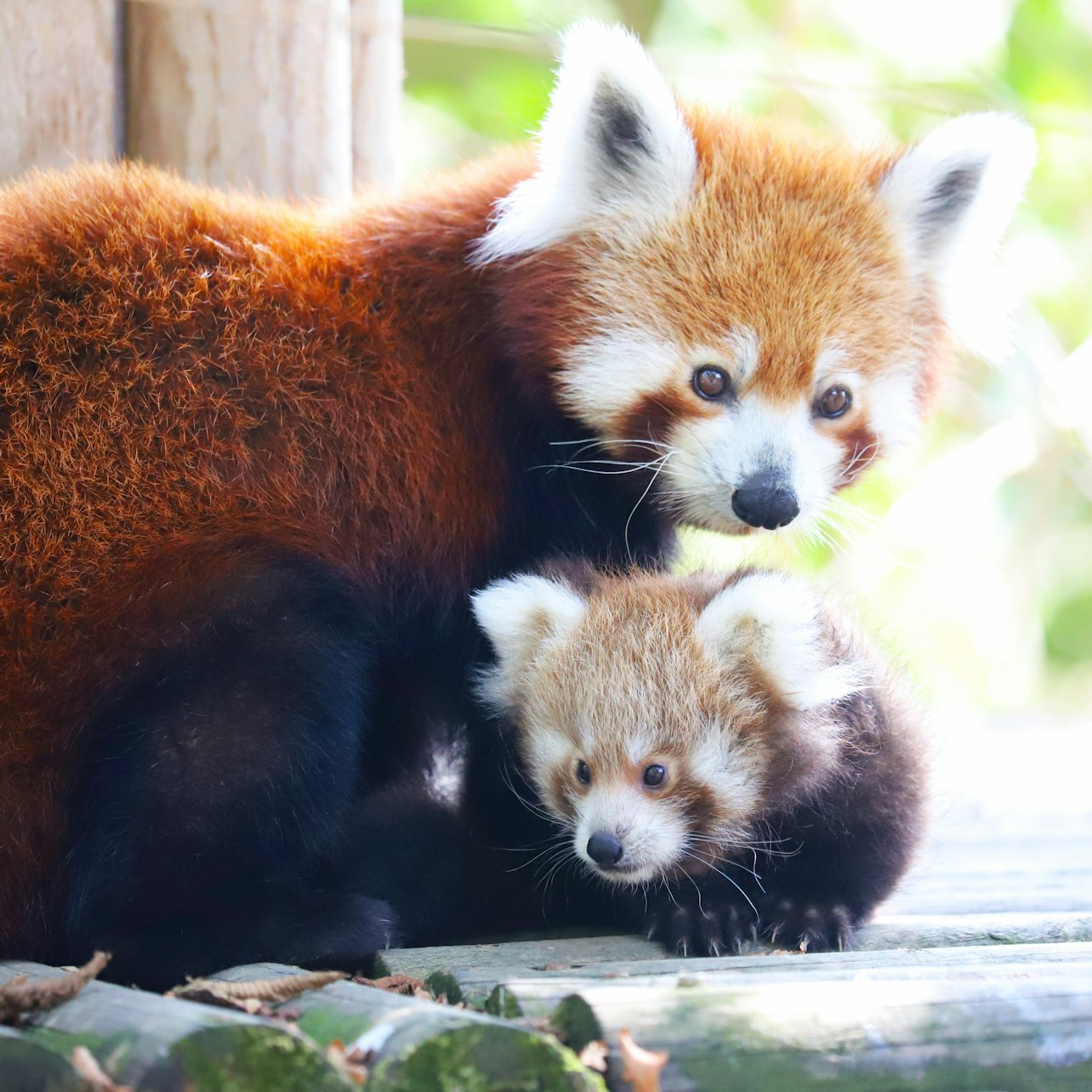 FyZoo: Entry Ticket - Photo 1 of 7