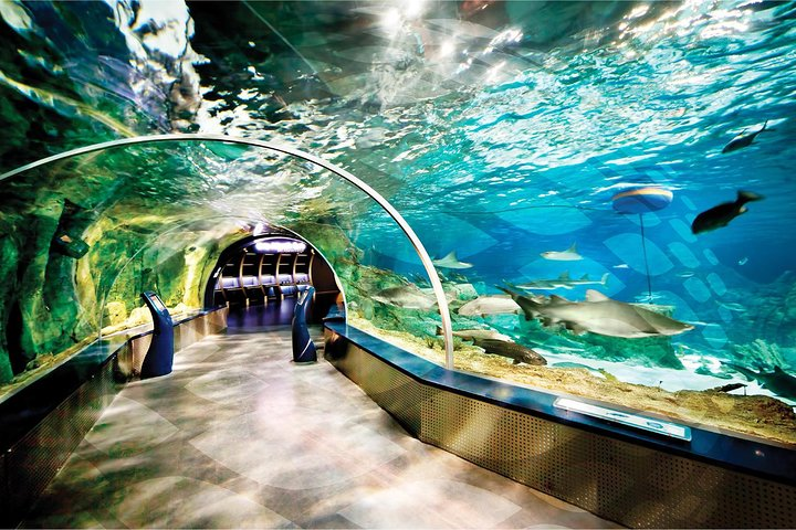 Step into an underwater wonderland walking through tunnels surrounded by diverse marine life. Discover unique exhibits and enjoy a thrilling journey in Istanbul's aquatic realm.