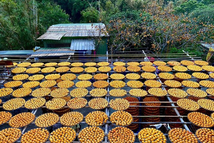 Experience the charm of rural Taiwan as dried persimmons create a golden tapestry blending nature and tradition in a serene setting perfect for autumn exploration.