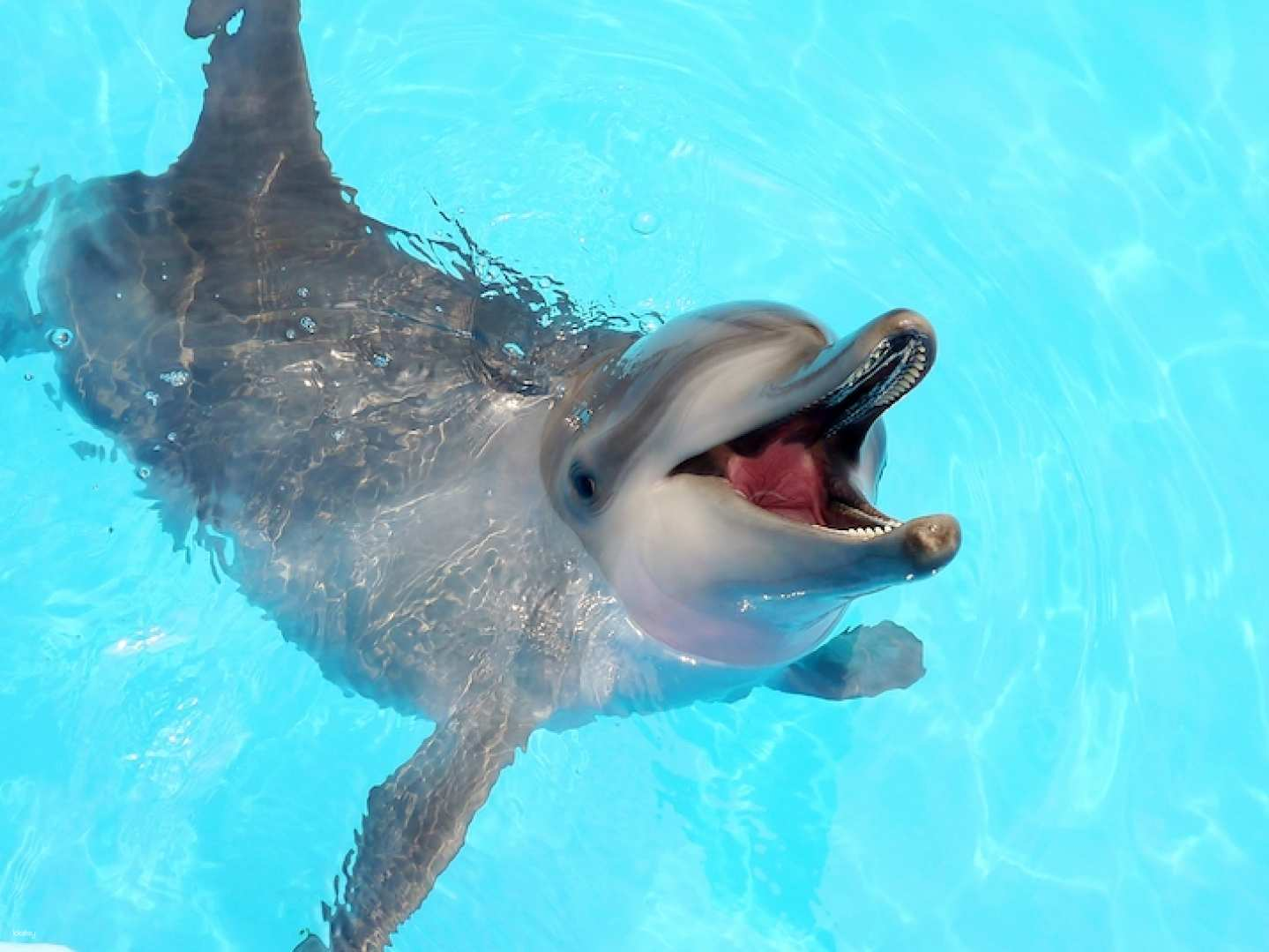 Wanli Yehliu Ocean World Tickets - Photo 1 of 10