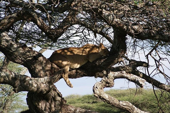 1 Day Manyara National Park - Photo 1 of 6