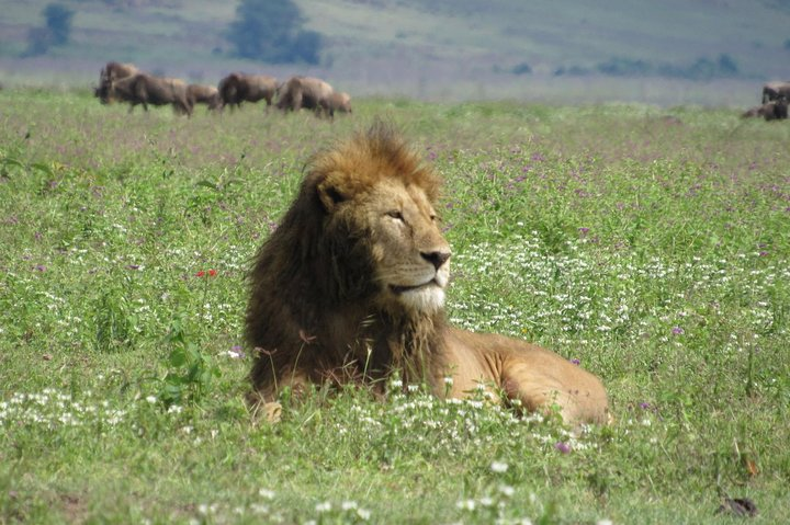 Tanzania Wildlife Budget Safaris full day in Arusha National Park - Photo 1 of 7