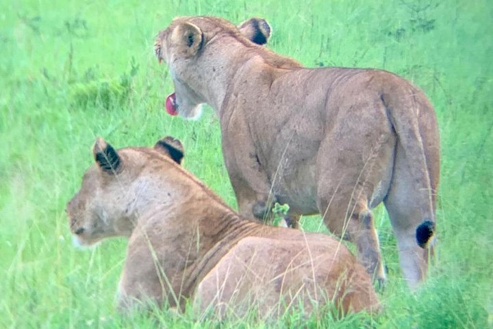 1 Day Safari to Mikumi National Park - Photo 1 of 12