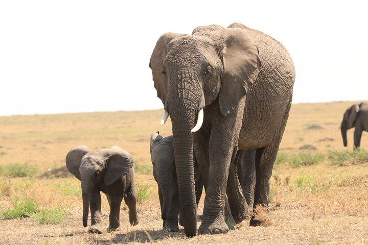 1-Day Safari-Trip to Tarangire National Park - Photo 1 of 4