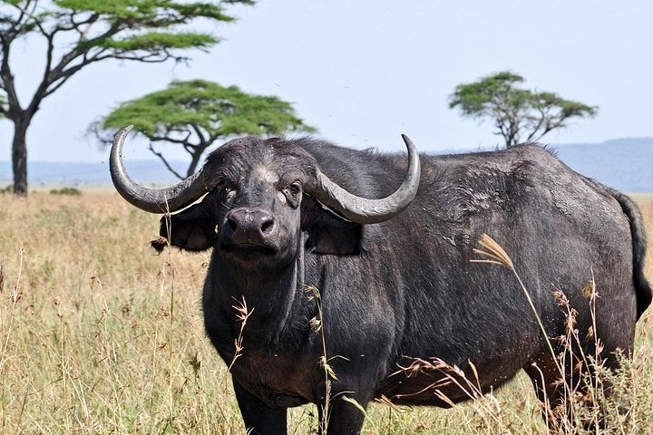 10 Days / 9 Nights Private group safari  - Photo 1 of 7