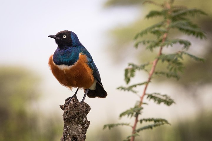 Mikumi Ruaha Selous Experience