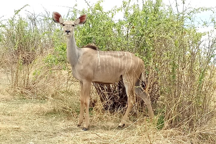 Female Grater Kudu in Ruaha NP