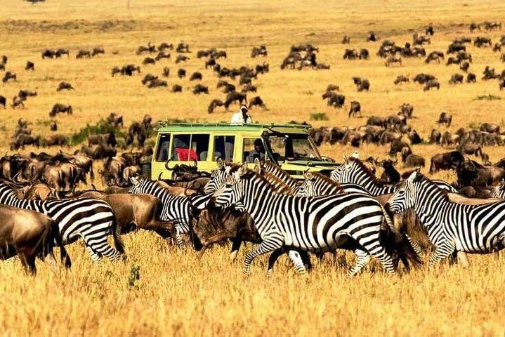 11 Days: Tanzania &Rwanda Safaris (great migration and air balloon) - Photo 1 of 16