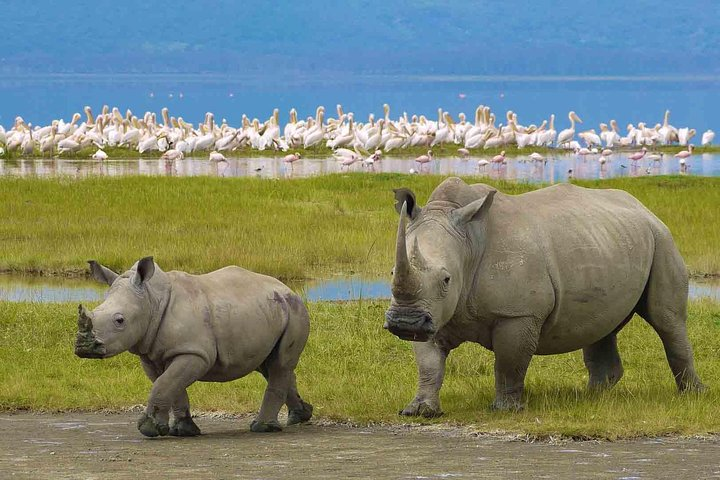 12 Days Tanzania's Northern circuit and Southern safari Tour - Photo 1 of 18