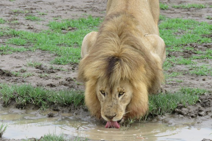 Lake Ndutu Lion