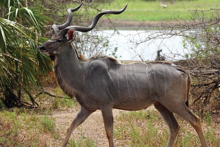 Great Kudu in Ruaha National Park