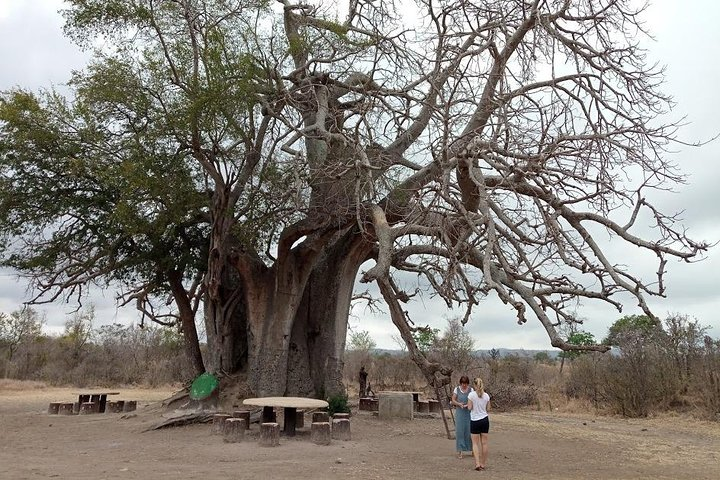 13 Days South and Eastern Tanzania Safari and Historical Sites. - Photo 1 of 9