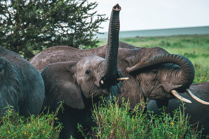 2-Day Fly-in from Zanzibar to Tarangire NP Mid Range Safari - Photo 1 of 7