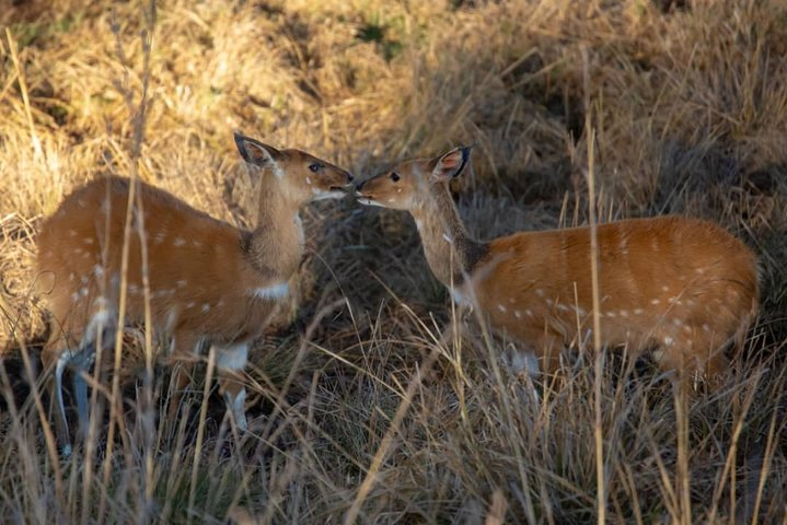 2 Day Selous wildlife view + Boat + Bushman walking safaris - Photo 1 of 25