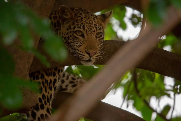 2 Day Wildlife Experience and Masai Culture Mikumi Park - Photo 1 of 25