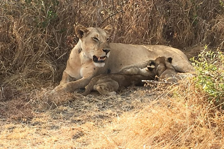 2 Days 1 Night Mikumi National Park - Photo 1 of 8