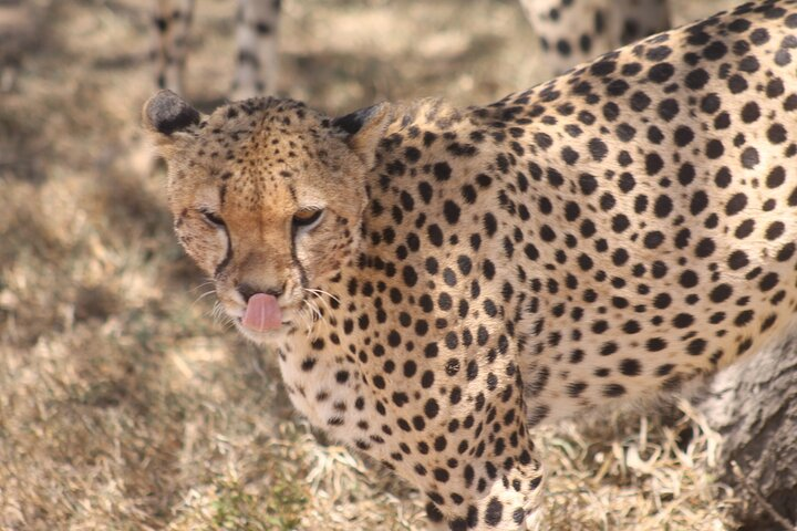 2 Days 1 Night Northern Joining Safari Private Tour - Photo 1 of 13