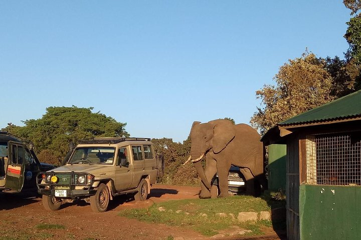 2 Days / 1 Night Tanzania Safari Tour - Photo 1 of 4