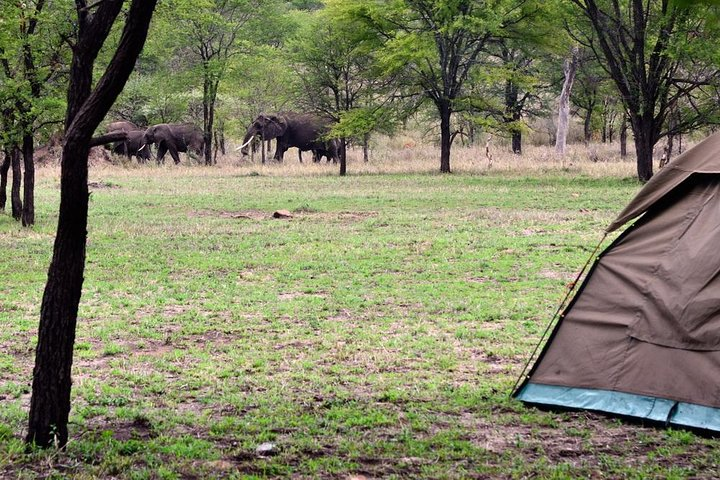 2-Day Safari toTarangire & Ngorongoro Crater - Photo 1 of 11