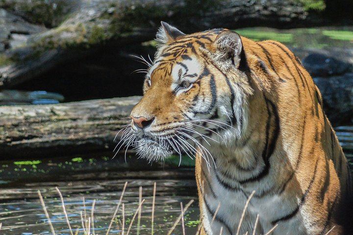 2 days explore to Tarangire Park, Ngorongoro and Lake Manyara (Comfort plus) - Photo 1 of 7
