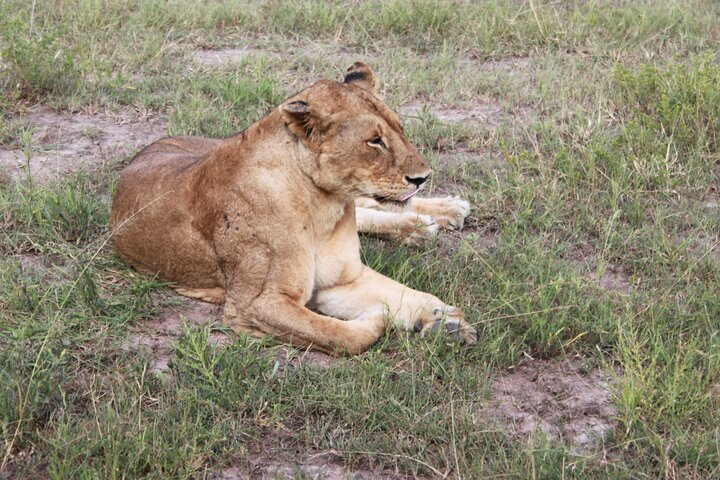 Lioness at Mikumi National Park 