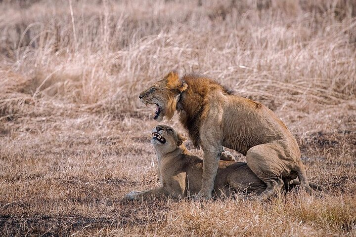 Lions mating in plains of Mikumi National Park