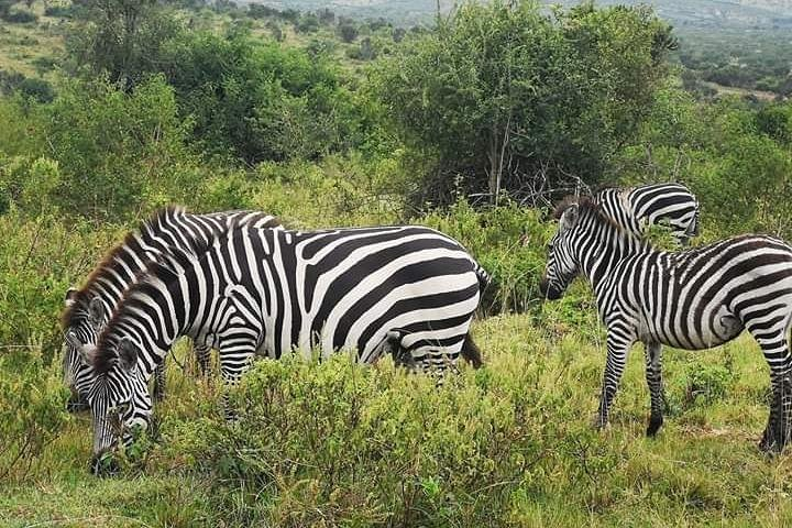2 Days - Mikumi safari depart from Zanzibar or Dar es salaam - Photo 1 of 10