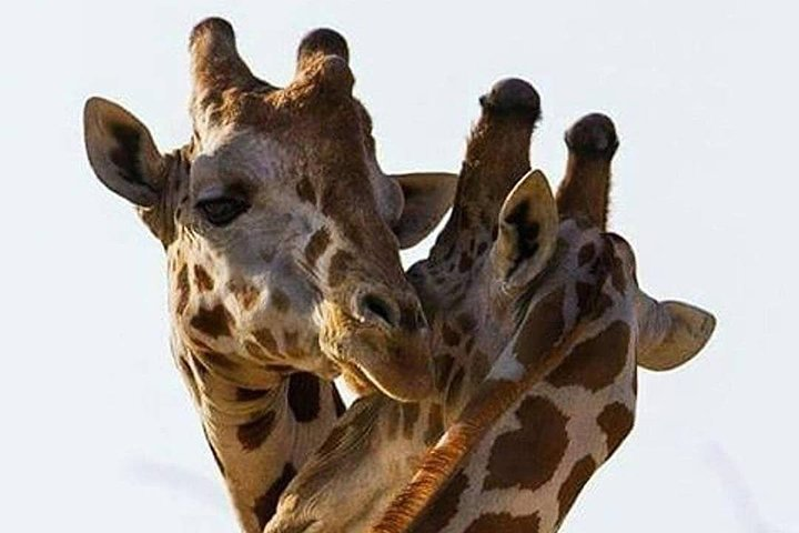 2 days quick trip to Mikumi National park - Photo 1 of 10