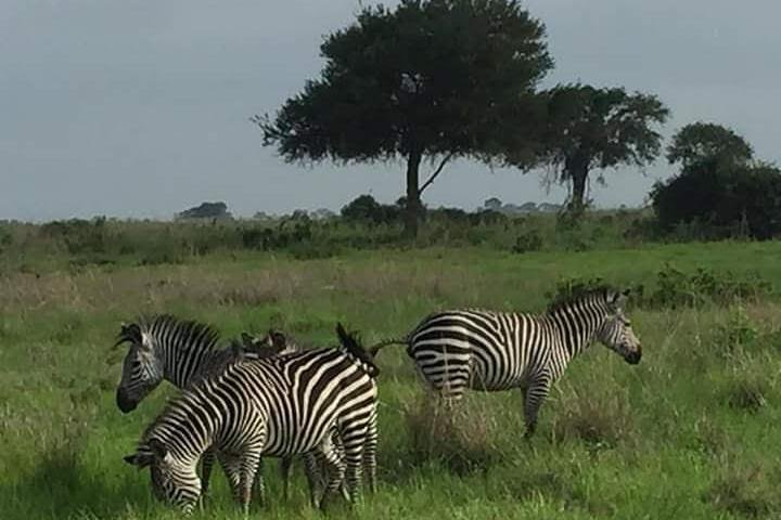 2 Days Selous Game Reserve from Zanzibar - Photo 1 of 15