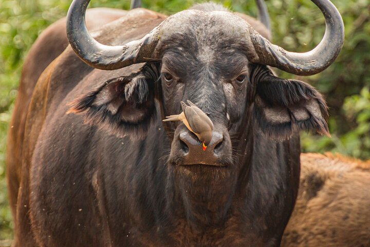 Northern Serengeti Wildebeest Migration Safari
