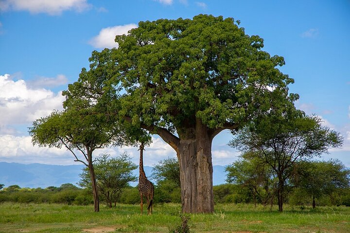 Baobab tree Tarangire National Park
