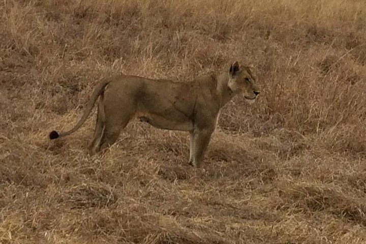 2Days 1Night tour to Mikumi National Park (Road trip) - Photo 1 of 5