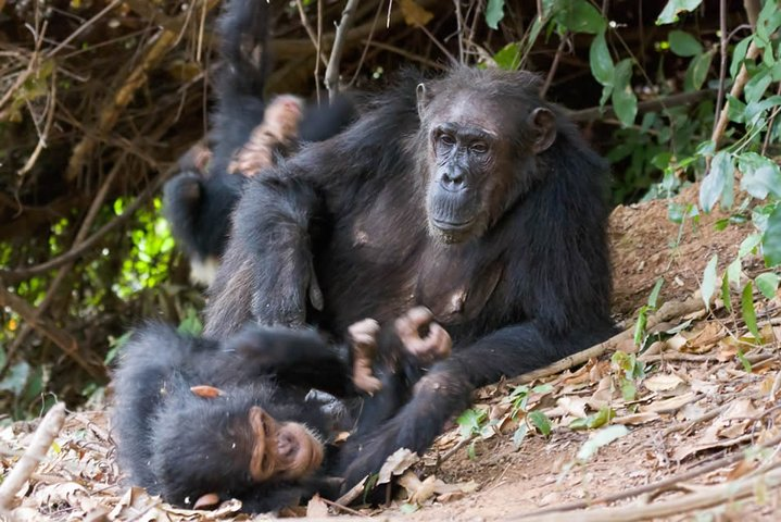 3 Day Chimpanzee Trekking in Gombe Stream National Park - Photo 1 of 3