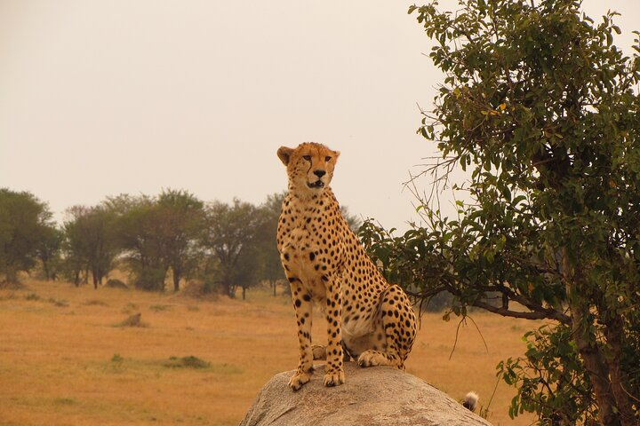 3-Day Famous Serengeti - Midrange (2 Nights Serengeti) - Photo 1 of 6