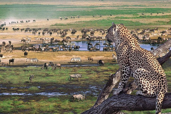 A safari tour by Triple Tee of the famous Serengeti National park