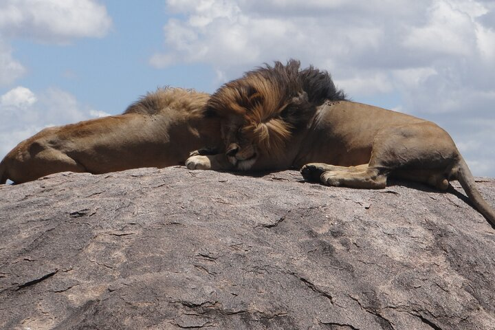 3 Day Magic Safari (Arusha, Tarangire & Manyara NP) - Photo 1 of 6